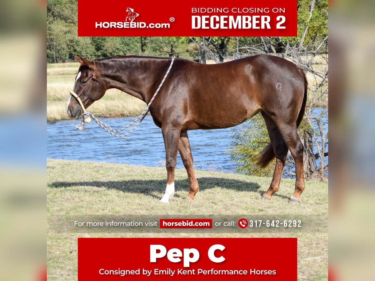 American Quarter Horse Klacz 7 lat 142 cm Cisawa in Jacksboro, TX