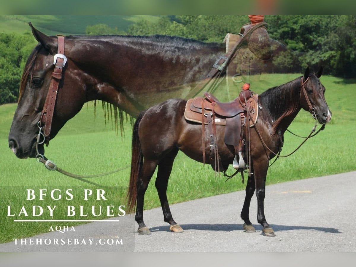 American Quarter Horse Klacz 7 lat 147 cm Kara in Tompkinsville, KY