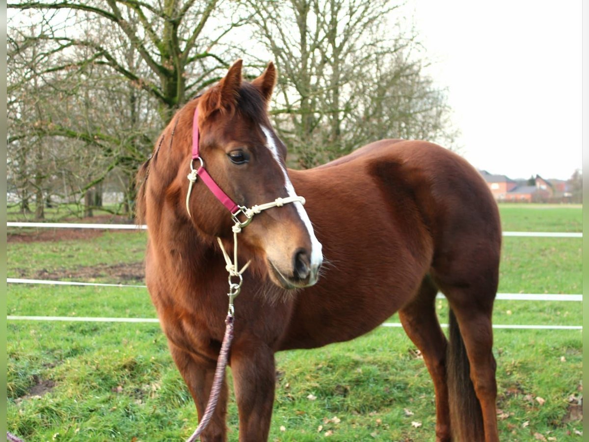 American Quarter Horse Klacz 7 lat 152 cm Ciemnokasztanowata in Nettetal