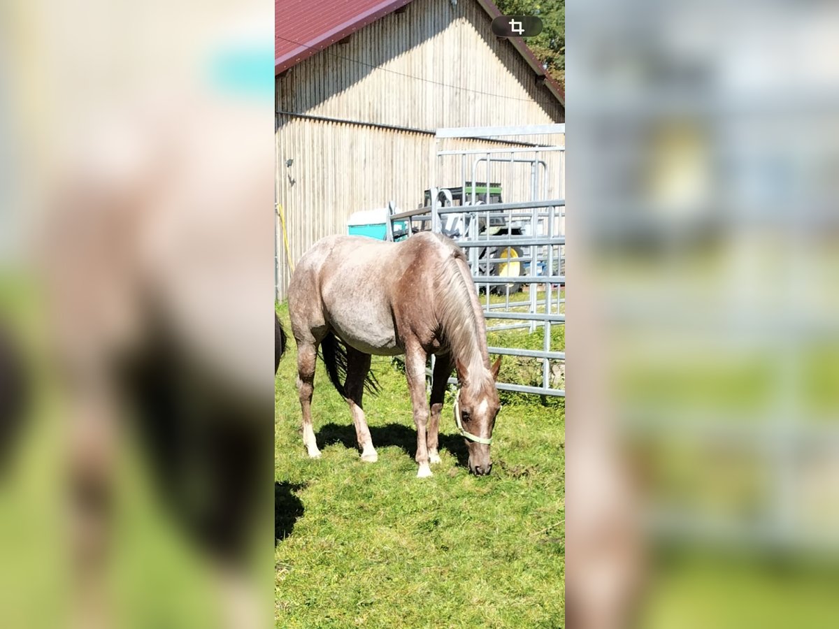 American Quarter Horse Klacz 7 lat 154 cm Kasztanowatodereszowata in Buchloe