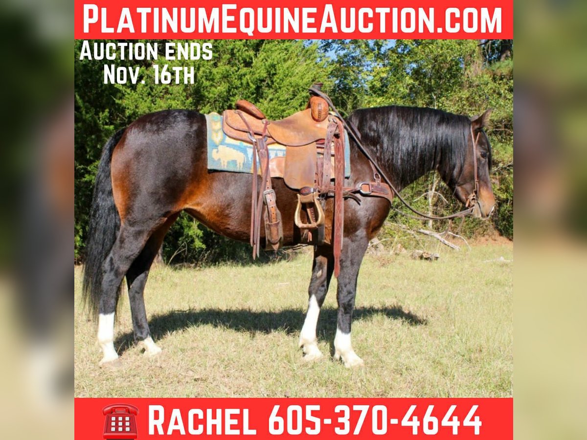 American Quarter Horse Klacz 8 lat 147 cm Gniada in Rusk TX