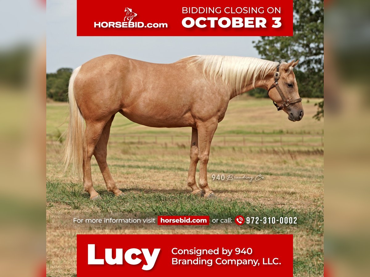 American Quarter Horse Klacz 8 lat 150 cm Izabelowata in Addison, TX