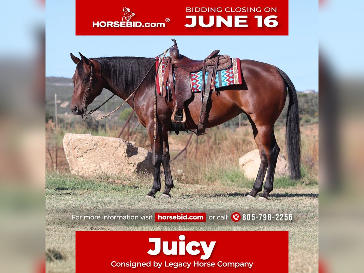 American Quarter Horse Klacz 8 lat 152 cm Gniada in Dewey, AZ