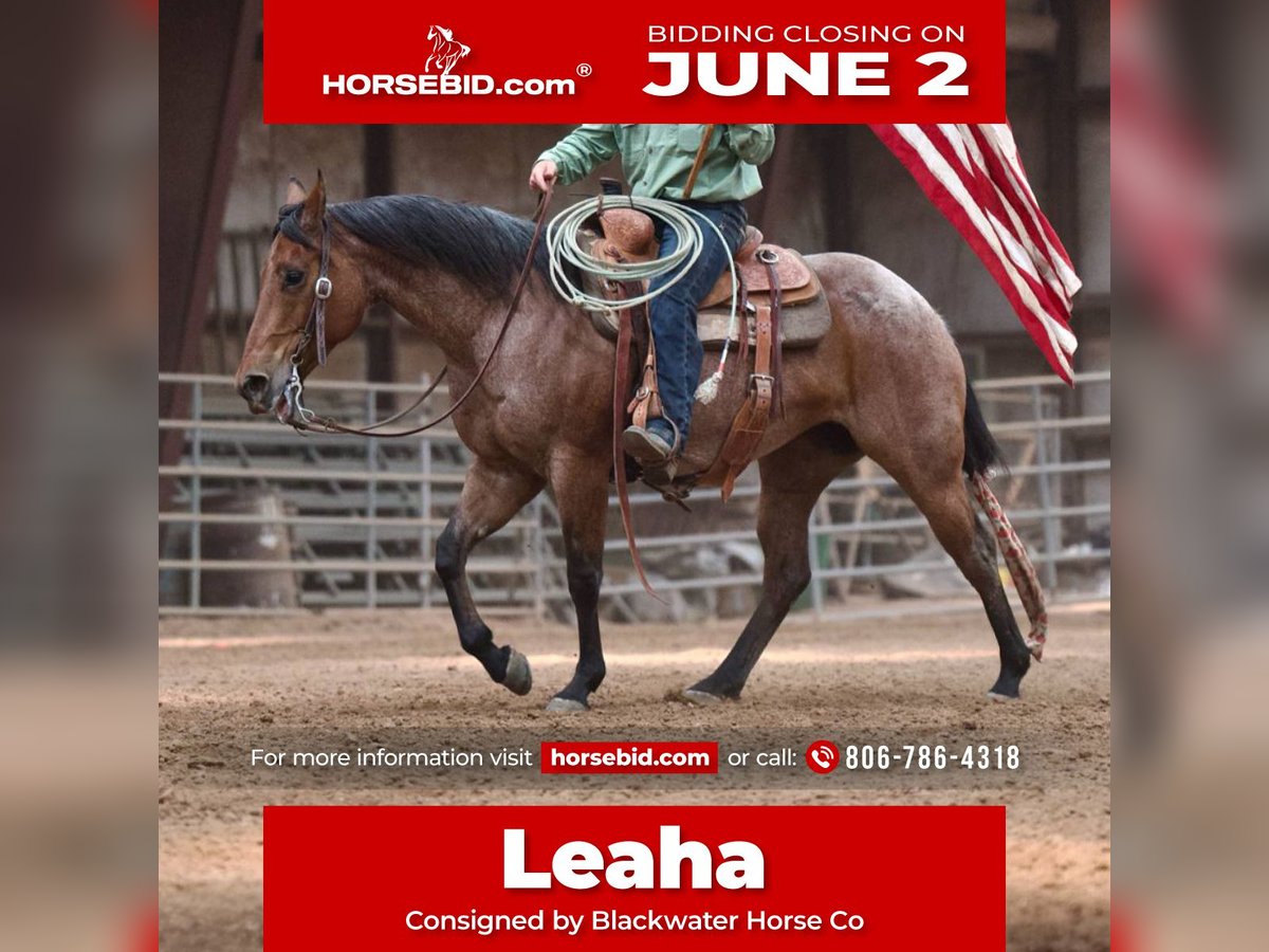 American Quarter Horse Klacz 8 lat 152 cm Gniadodereszowata in Canyon, TX