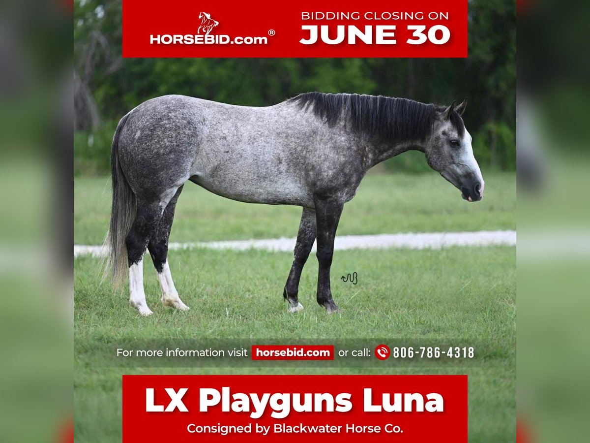 American Quarter Horse Klacz 8 lat 152 cm Siwa in Canyon, TX