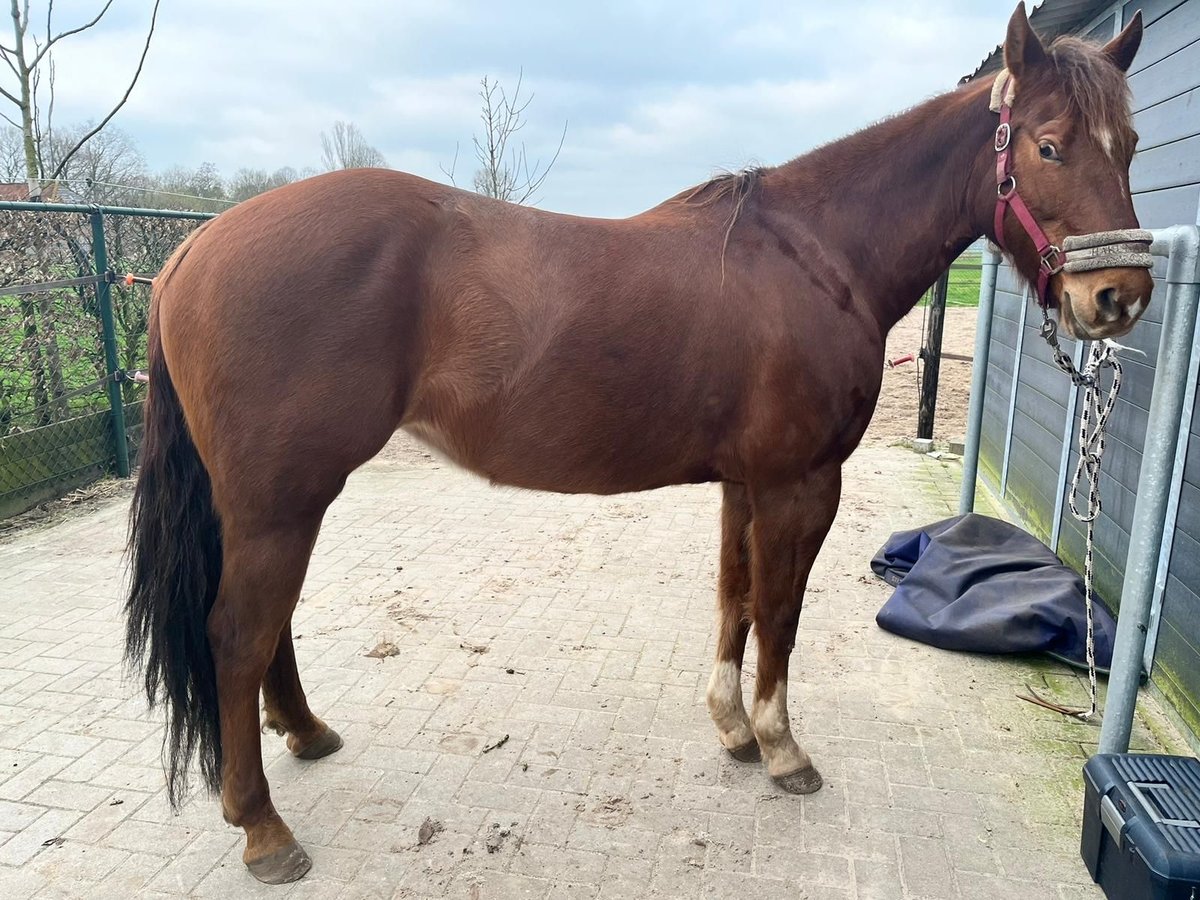 American Quarter Horse Klacz 8 lat 154 cm Ciemnokasztanowata in Onstwedde