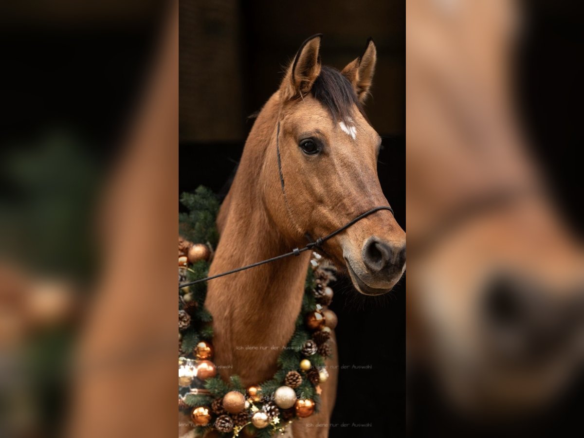 American Quarter Horse Klacz 8 lat 157 cm Bułana in Eckental