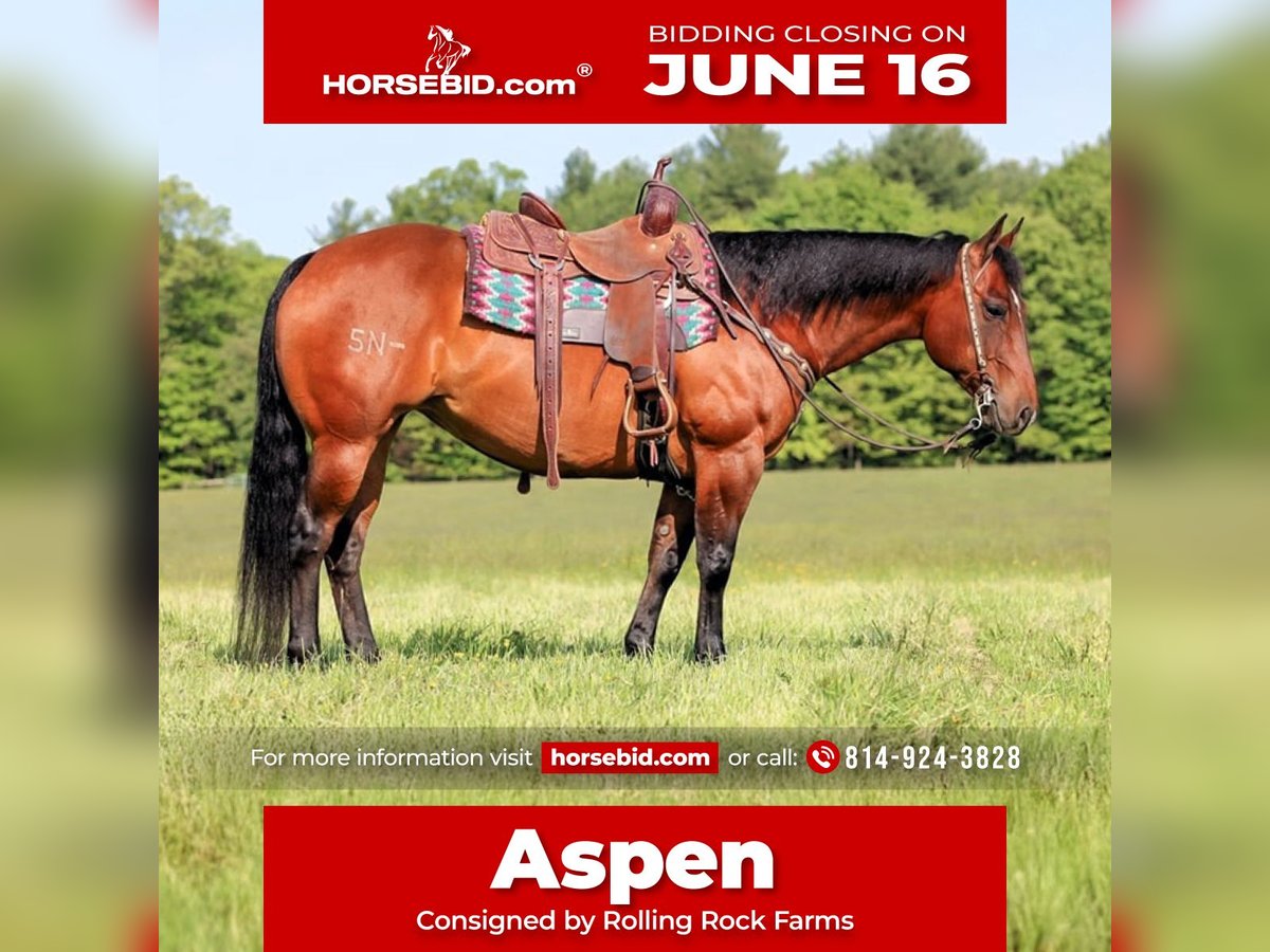 American Quarter Horse Klacz 8 lat 157 cm Gniada in Clarion, PA