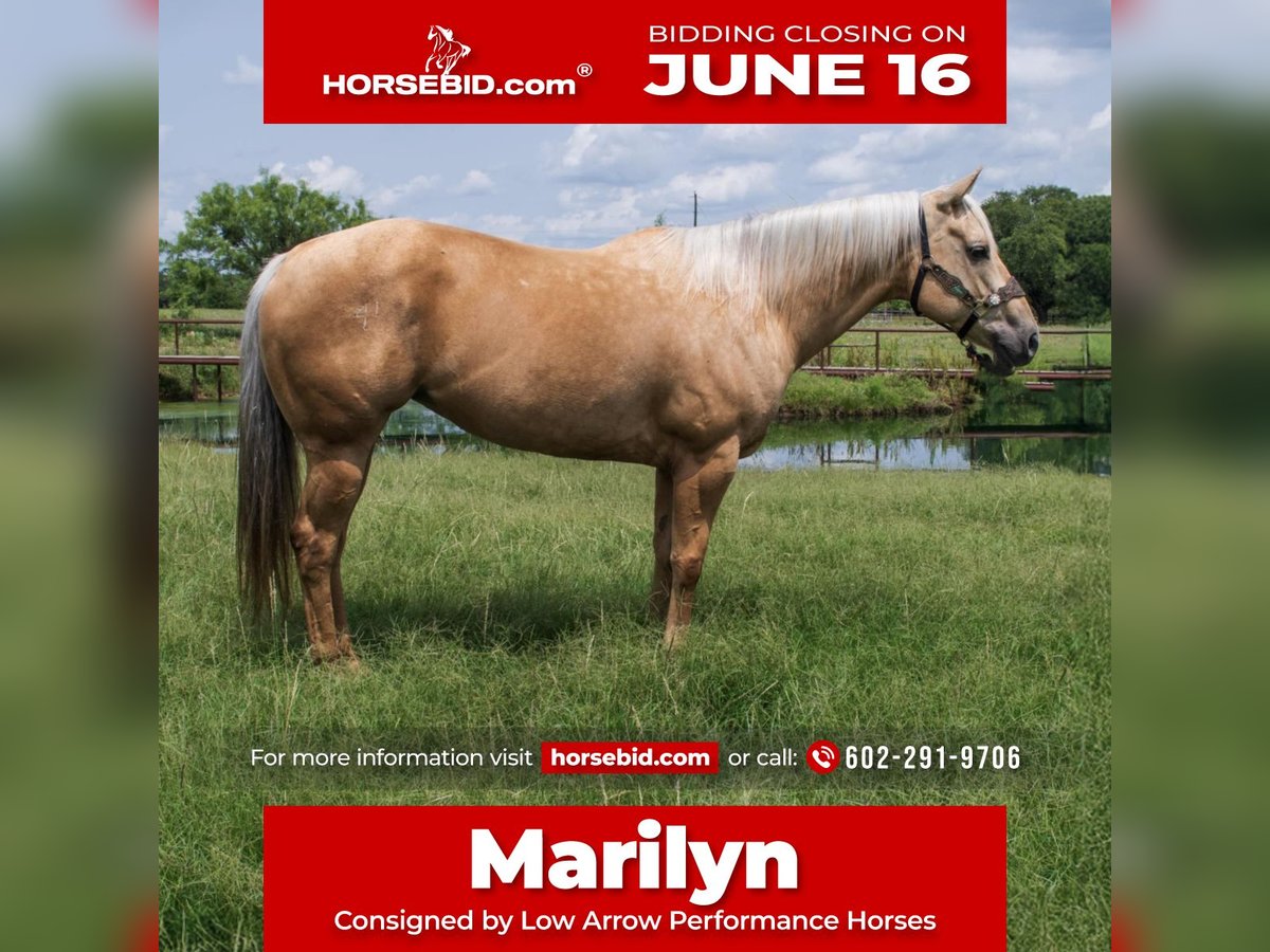 American Quarter Horse Klacz 8 lat 160 cm Izabelowata in Stephenville, TX