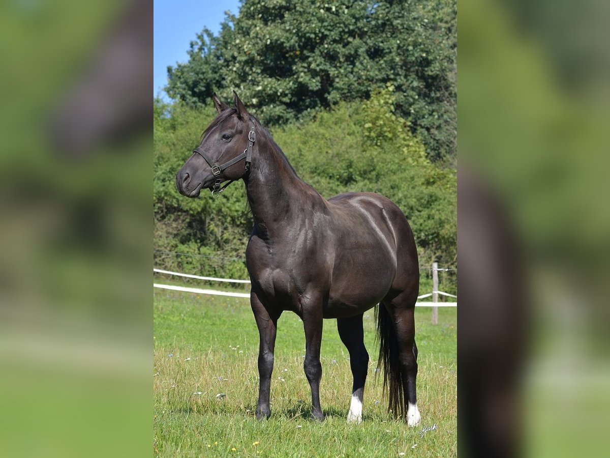 American Quarter Horse Klacz 8 lat 160 cm Kara in Příbram