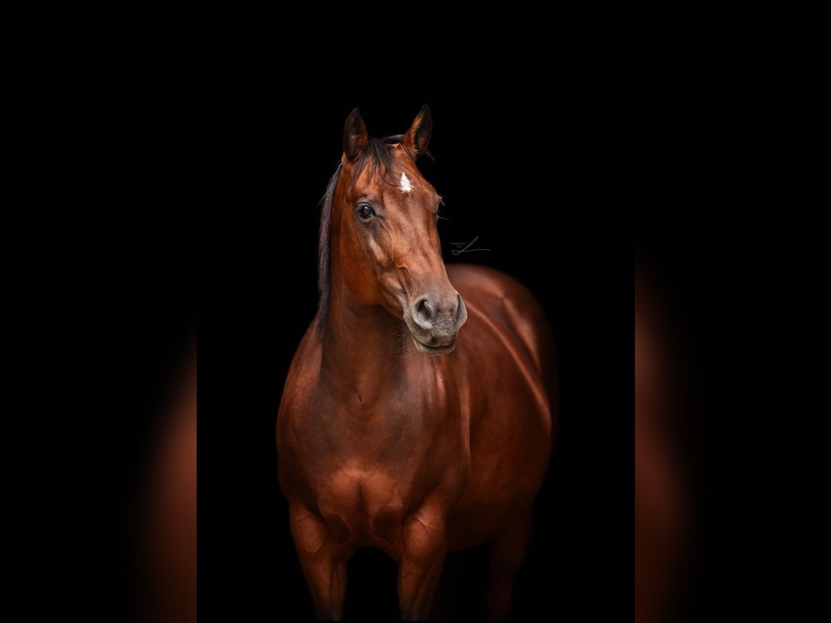 American Quarter Horse Klacz 9 lat 146 cm Gniada in Hofbieber