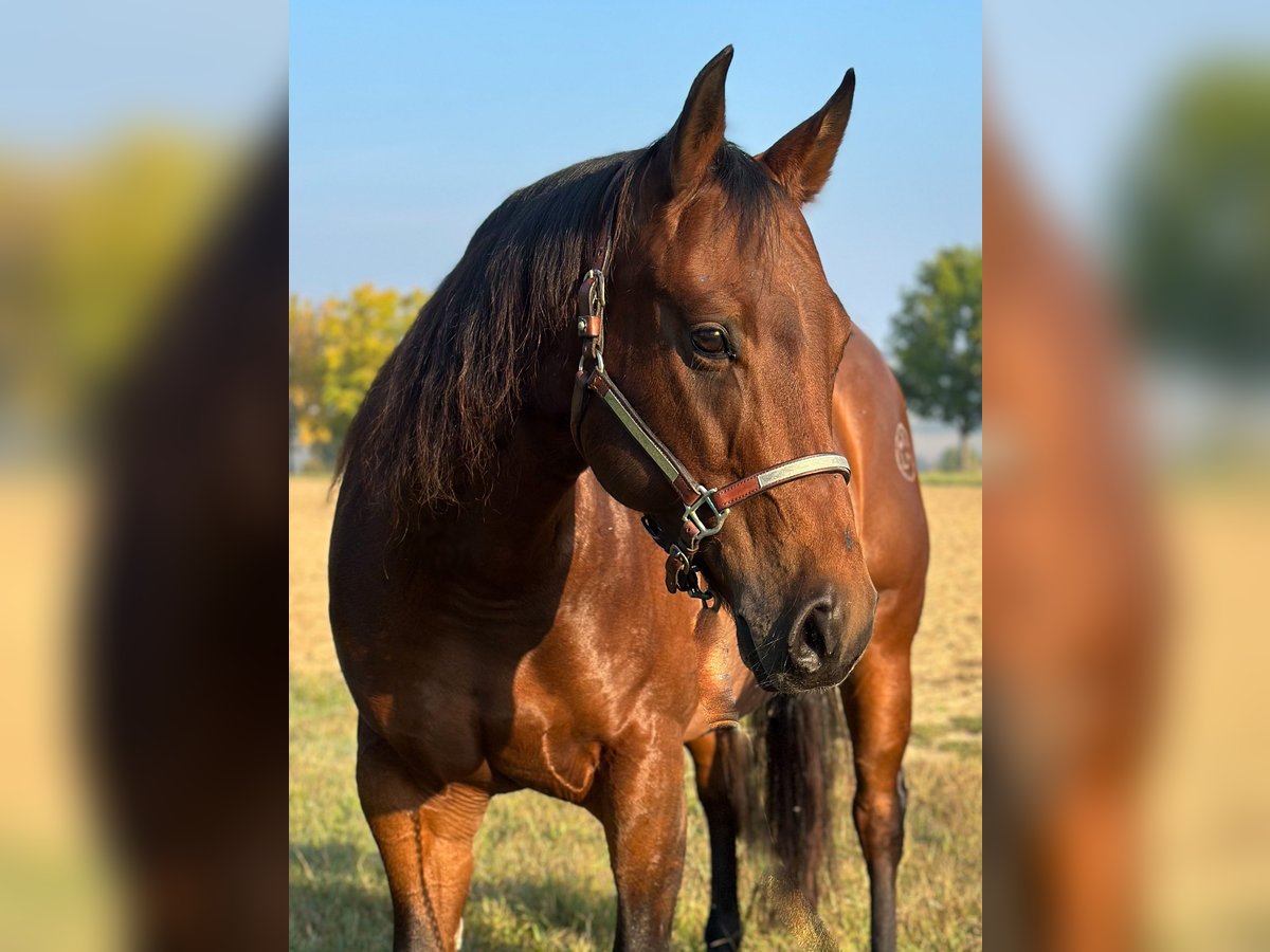 American Quarter Horse Klacz 9 lat 153 cm Gniada in M&#xFC;nchen