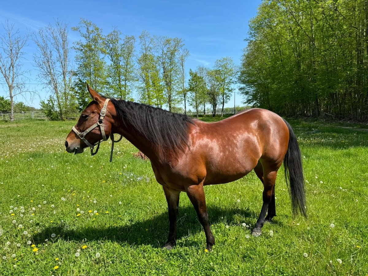 American Quarter Horse Klacz 9 lat 157 cm Gniada in Leipzig