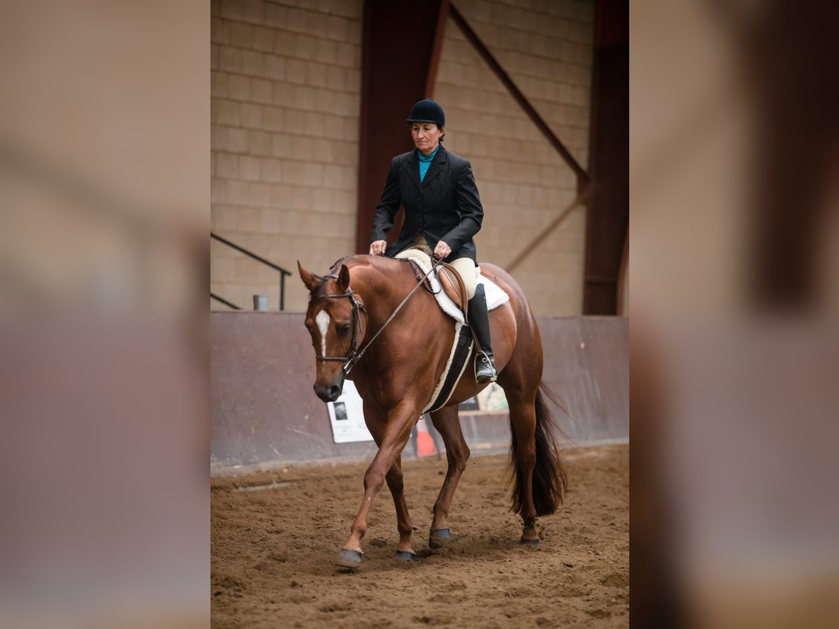 American Quarter Horse Klacz 9 lat 163 cm Kasztanowata in Rheinbach