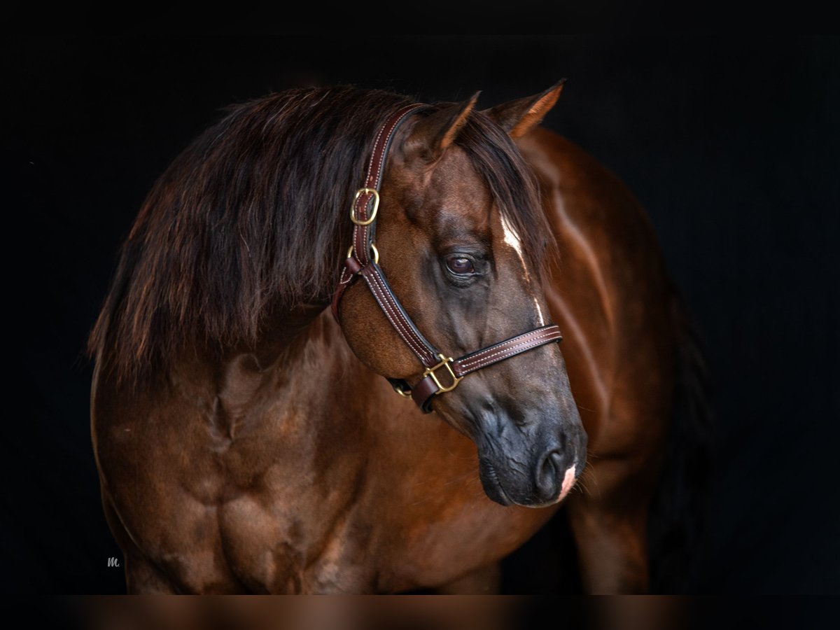 American Quarter Horse Klacz 9 lat Ciemnokasztanowata in Kemnath