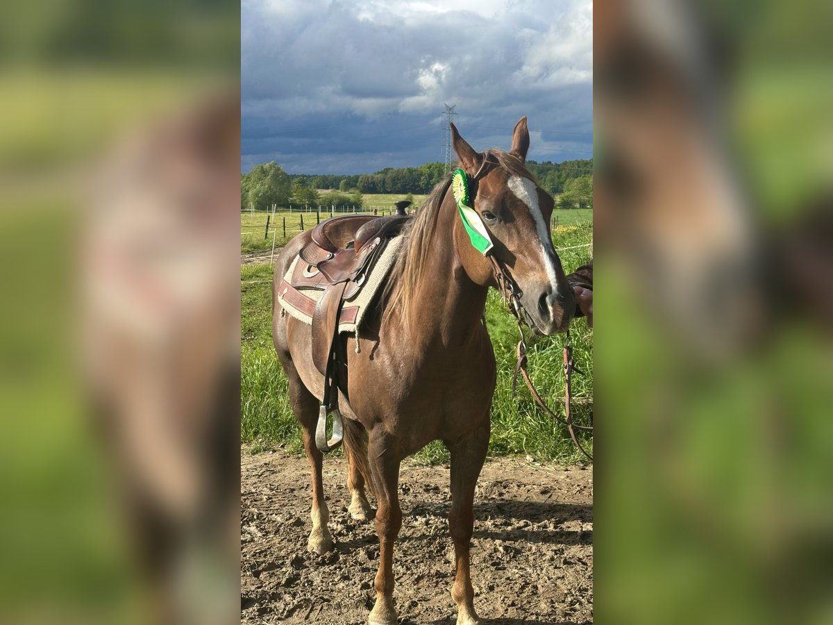 American Quarter Horse Klacz 9 lat in Stare &#x17B;ukowice
