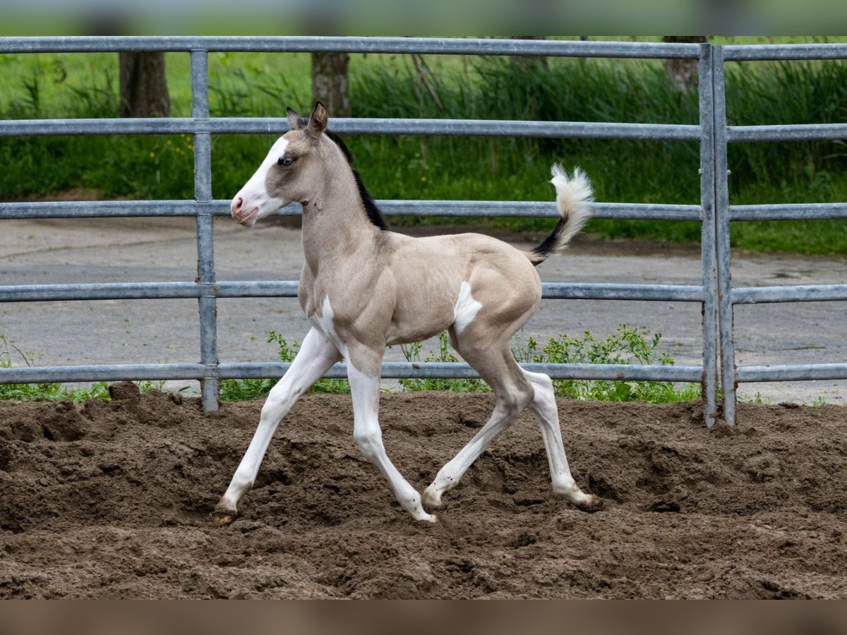 American Quarter Horse Klacz Źrebak (05/2024) 145 cm Jelenia in Starnmeer