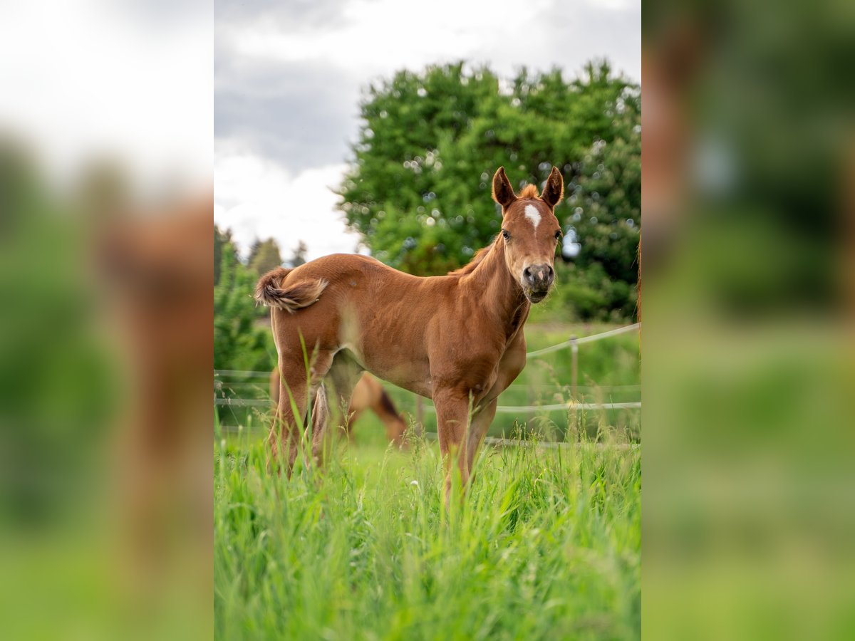 American Quarter Horse Klacz Źrebak (05/2024) 147 cm Ciemnokasztanowata in Villingen-Schwenningen