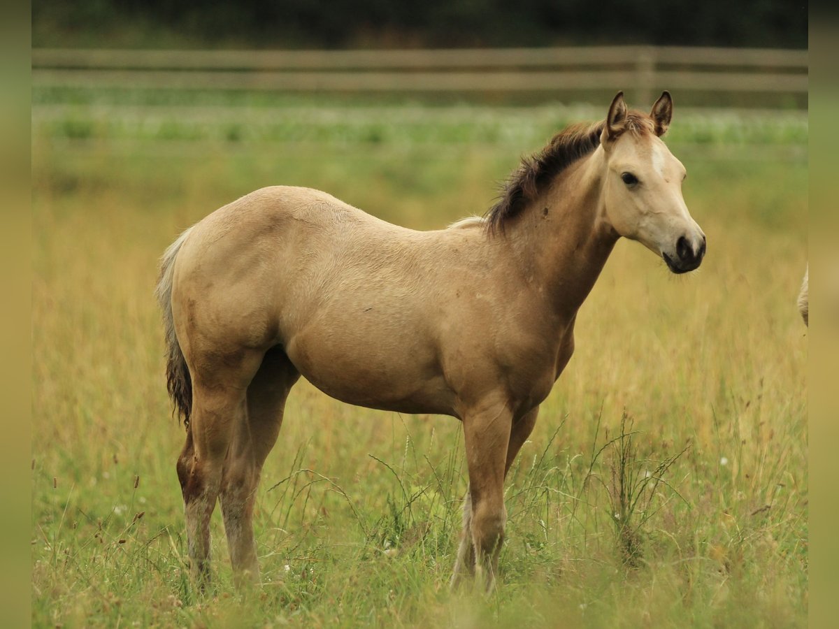 American Quarter Horse Klacz  148 cm Jelenia in Waldshut-Tiengen
