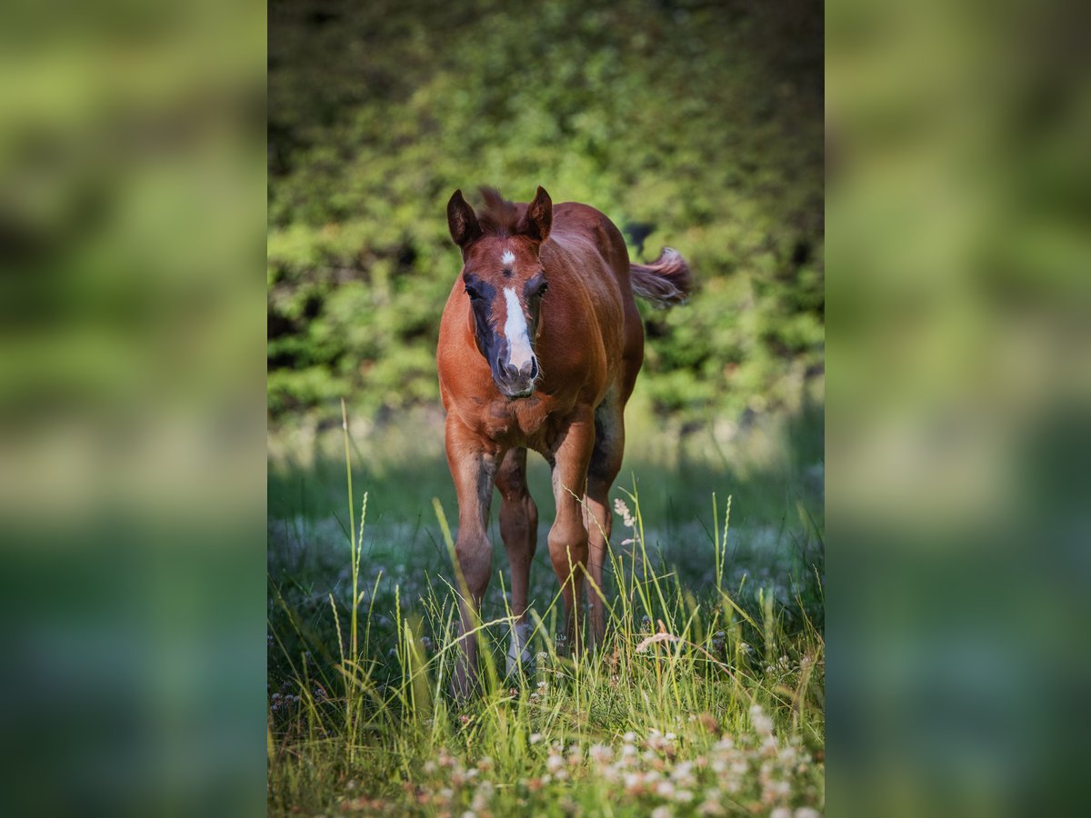 American Quarter Horse Klacz Źrebak (05/2025) 150 cm Ciemnokasztanowata in Lindlar
