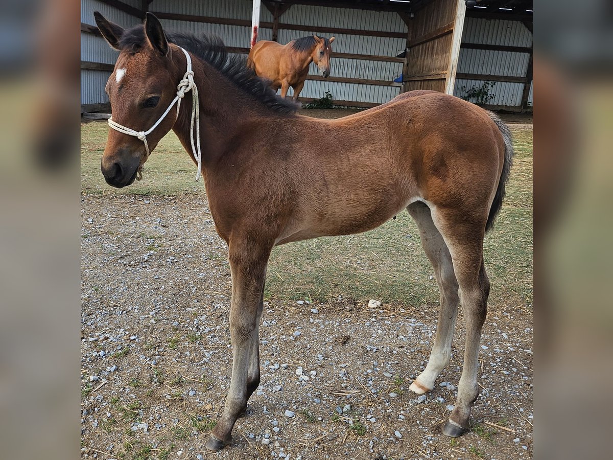 American Quarter Horse Klacz  150 cm Gniada in M&#xFC;glitztal