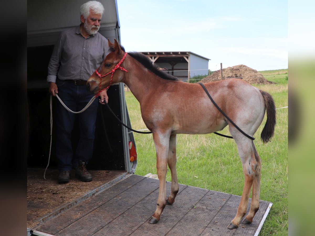 American Quarter Horse Klacz Źrebak (05/2025) 150 cm Gniadodereszowata in M&#xFC;glitztal