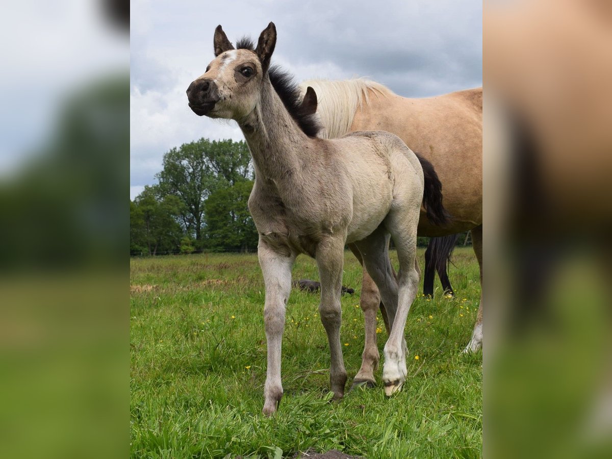 American Quarter Horse Klacz  150 cm Jelenia in Neustadt Dosse