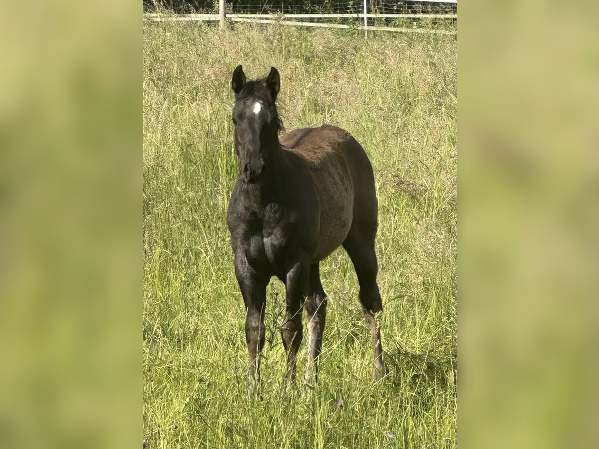 American Quarter Horse Klacz  150 cm Karodereszowata in Miltenberg