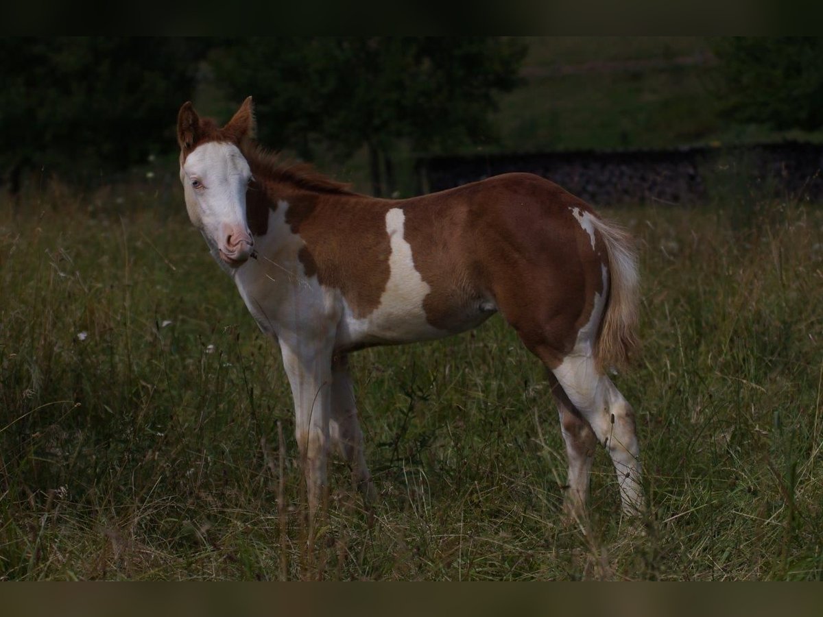 American Quarter Horse Klacz Źrebak (04/2024) 150 cm Kasztanowata in Steinsberg