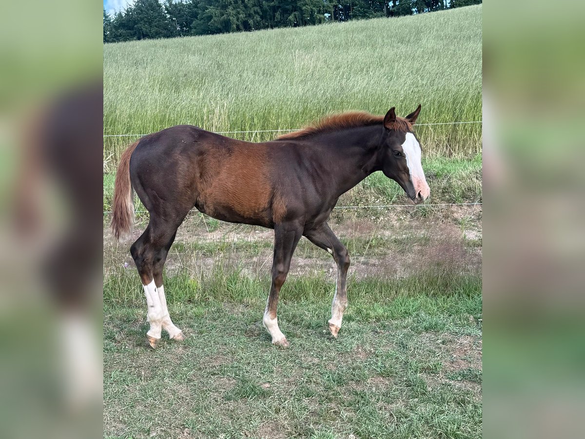 American Quarter Horse Klacz Źrebak (04/2025) 153 cm Kasztanowata in Daleiden