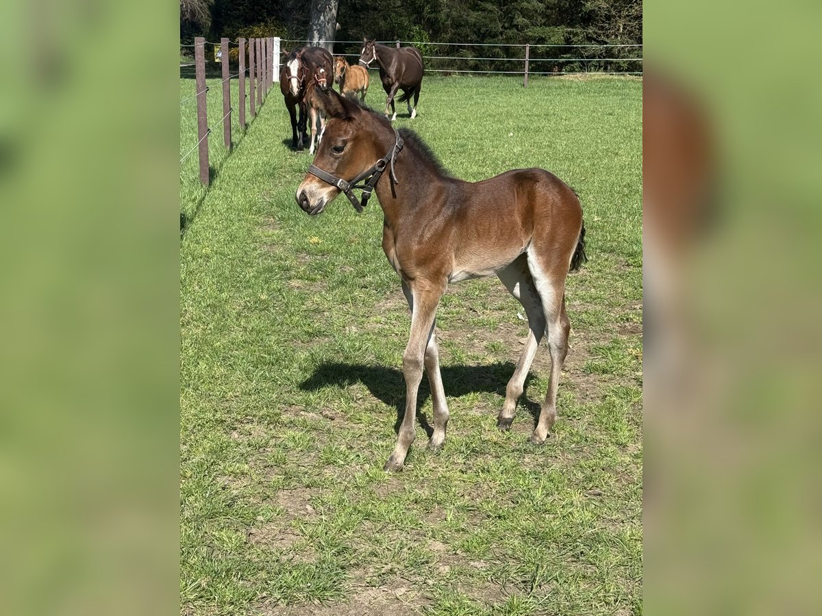 American Quarter Horse Klacz  155 cm Gniada in Lahn