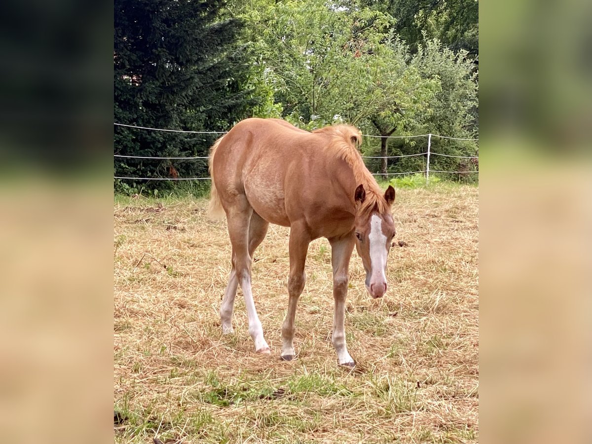 American Quarter Horse Klacz  155 cm Kasztanowata in Lübbecke