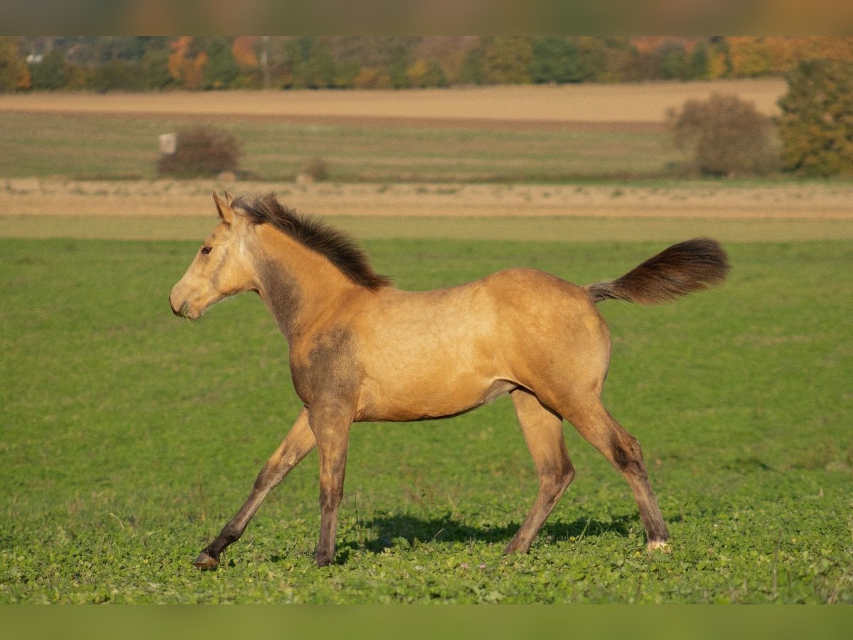 American Quarter Horse Klacz  160 cm Jelenia in Nýrsko