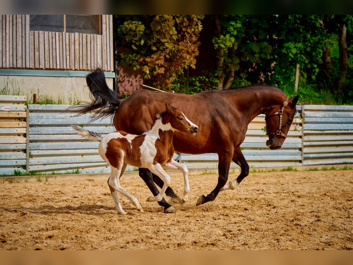 American Quarter Horse Mare 10 years 13,2 hh Brown in Eggenthal