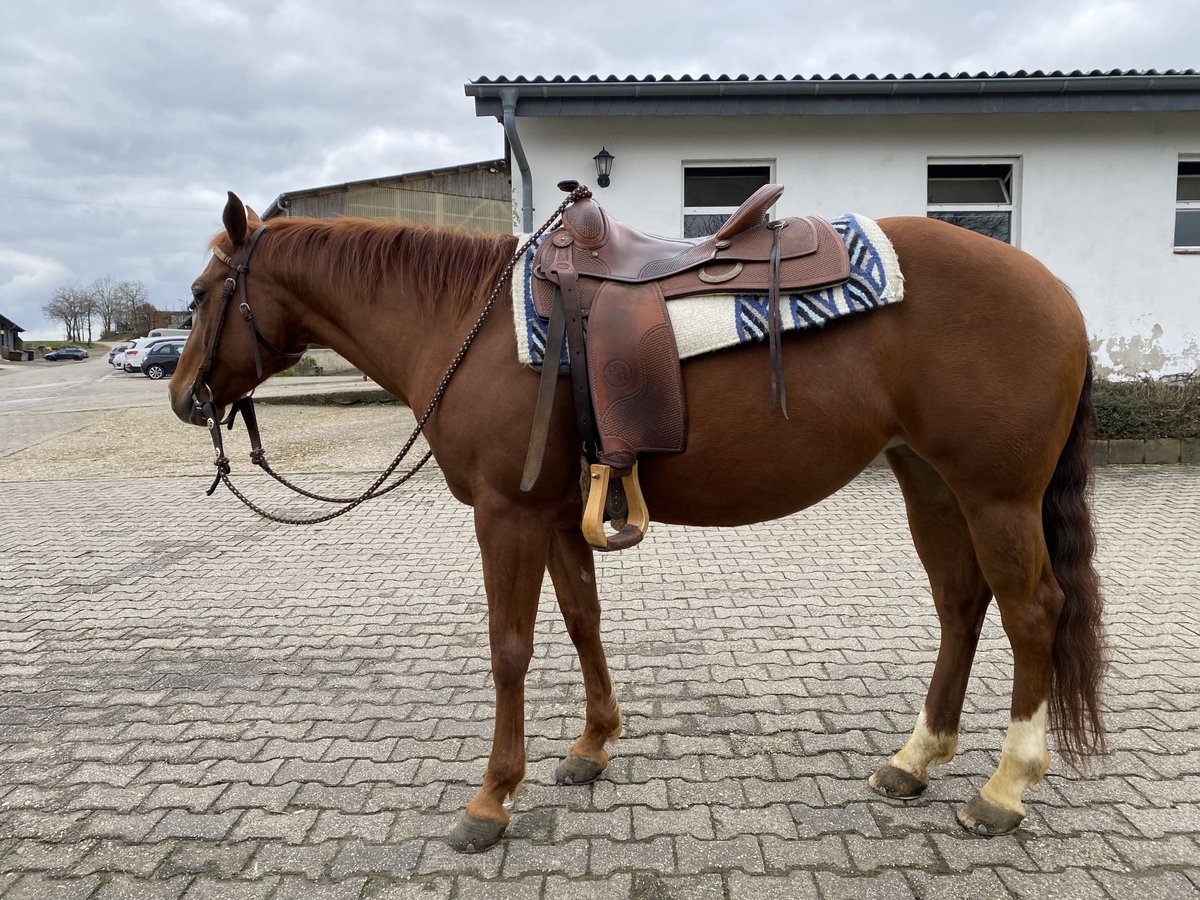 American Quarter Horse Mare 10 years 14,1 hh Chestnut-Red in Wipperfürth