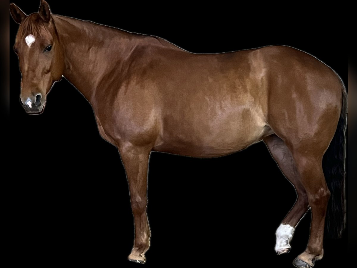 American Quarter Horse Mare 10 years 14,2 hh Chestnut-Red in Markt Bibart