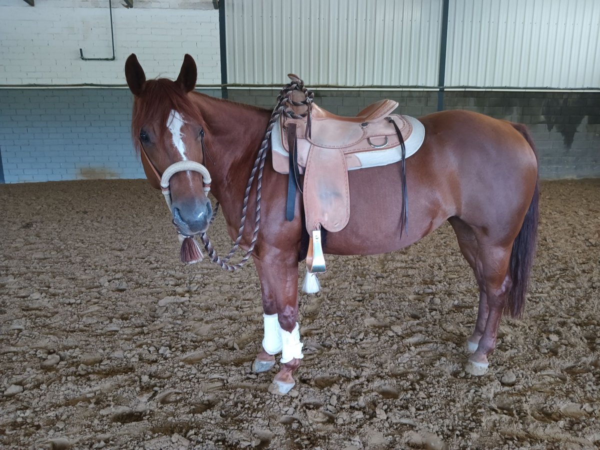 American Quarter Horse Mare 10 years 14,2 hh Chestnut-Red in Wermelskirchen