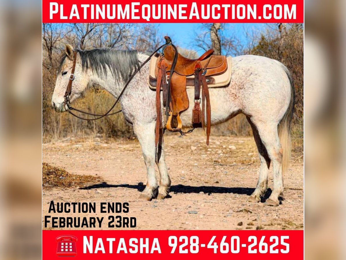 American Quarter Horse Mare 10 years 14,2 hh Grey in Camp Verde AZ