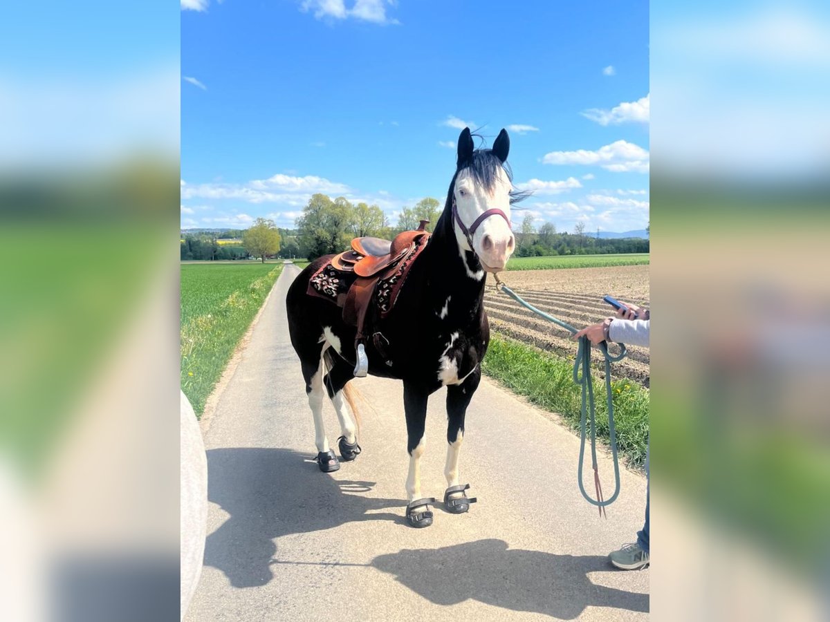 American Quarter Horse Mare 10 years 14.2 hh Overo-all-colors in Herisau