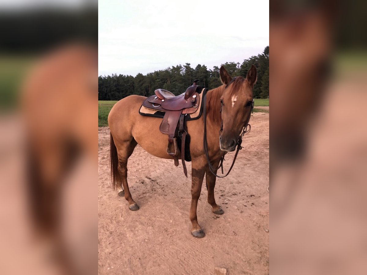 American Quarter Horse Mare 10 years 14,2 hh Red Dun in Wilgartswiesen