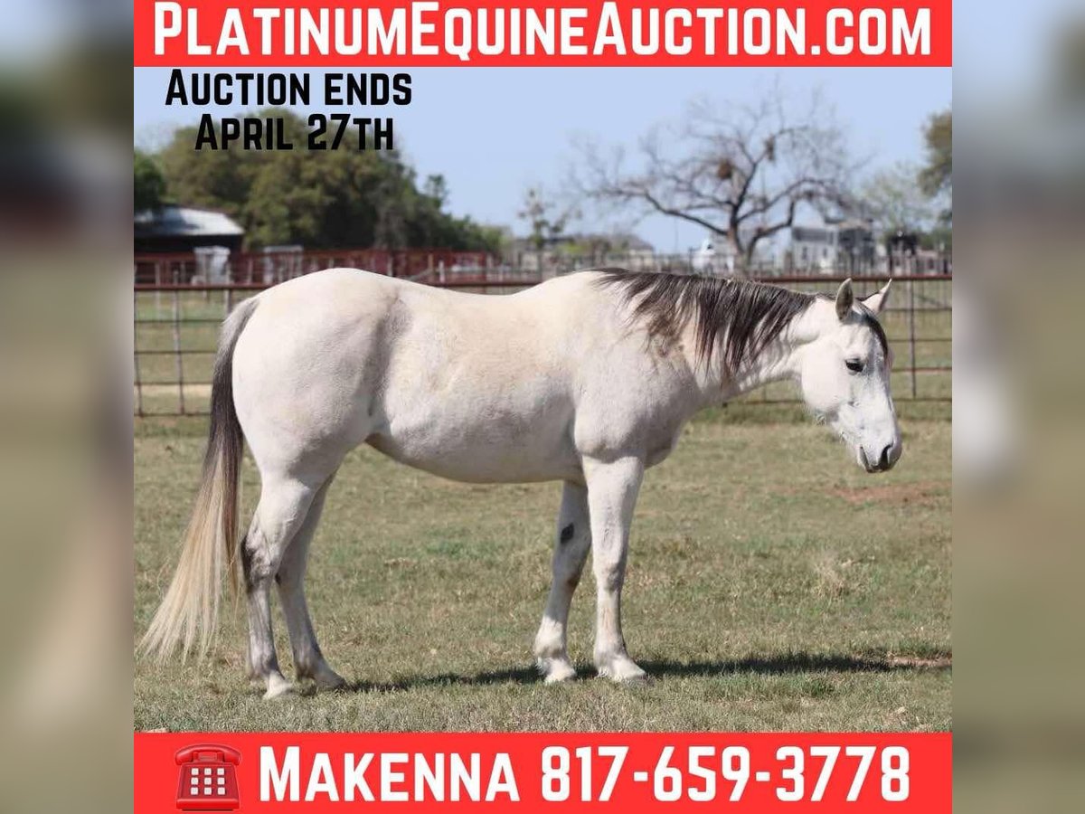 American Quarter Horse Mare 10 years 14,3 hh Grey in Lipan Tx