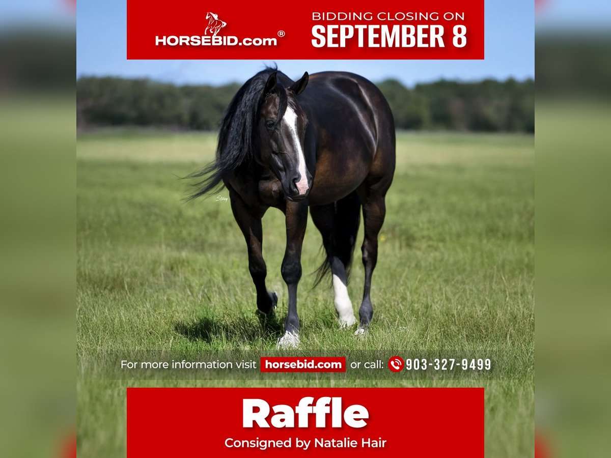 American Quarter Horse Mare 10 years 14,2 hh Black in Collinsville