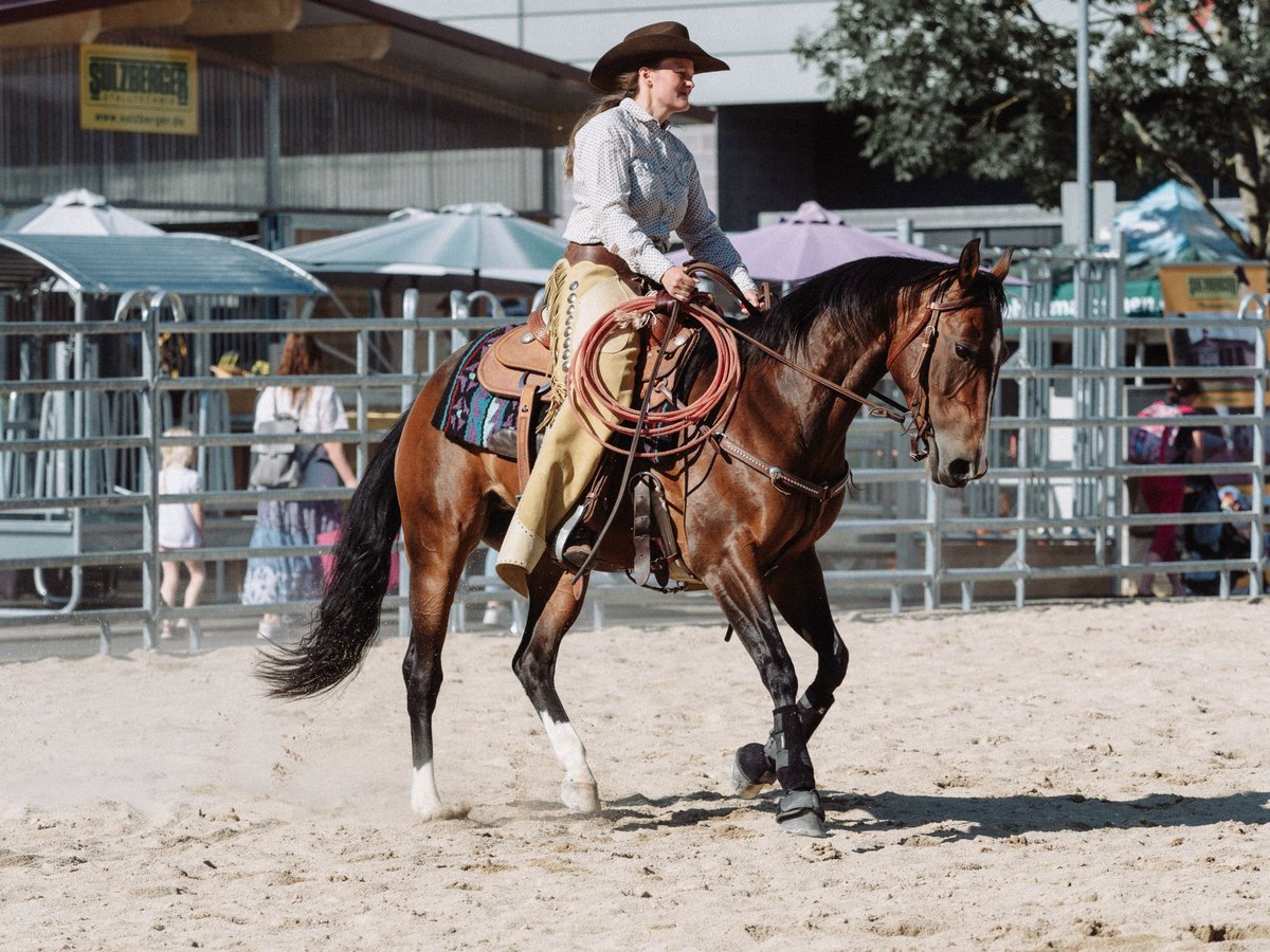 American Quarter Horse Mare 10 years 14,2 hh Brown in Freiensteinau
