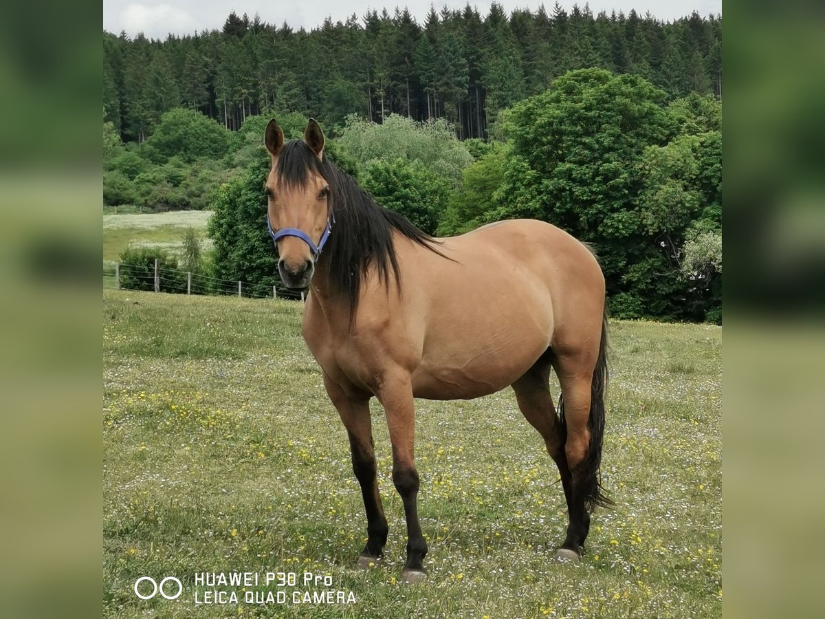 American Quarter Horse Mare 10 years 14,2 hh Dun in Betteldorf