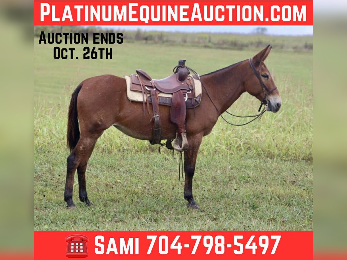 American Quarter Horse Mare 10 years 14,3 hh Bay in Brooksville KY