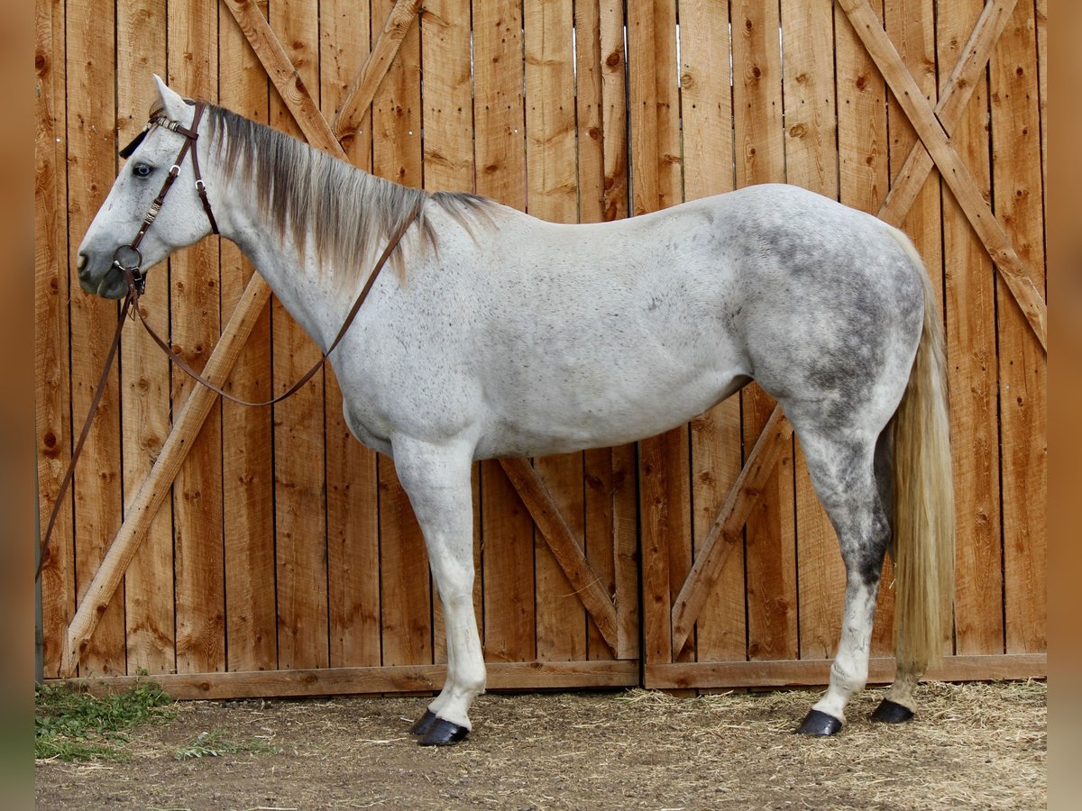 American Quarter Horse Mare 10 years 15,1 hh Grey-Dapple in Fort Collins
