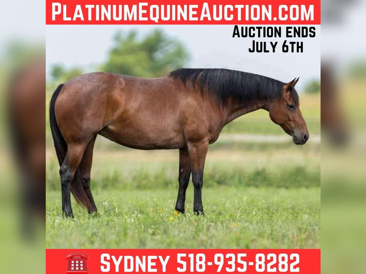 American Quarter Horse Mare 10 years 15,1 hh Roan-Bay in Granbury TX