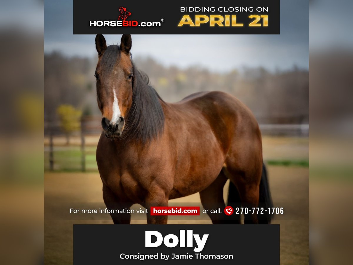 American Quarter Horse Mare 10 years 15,2 hh Bay in Auburn, KY