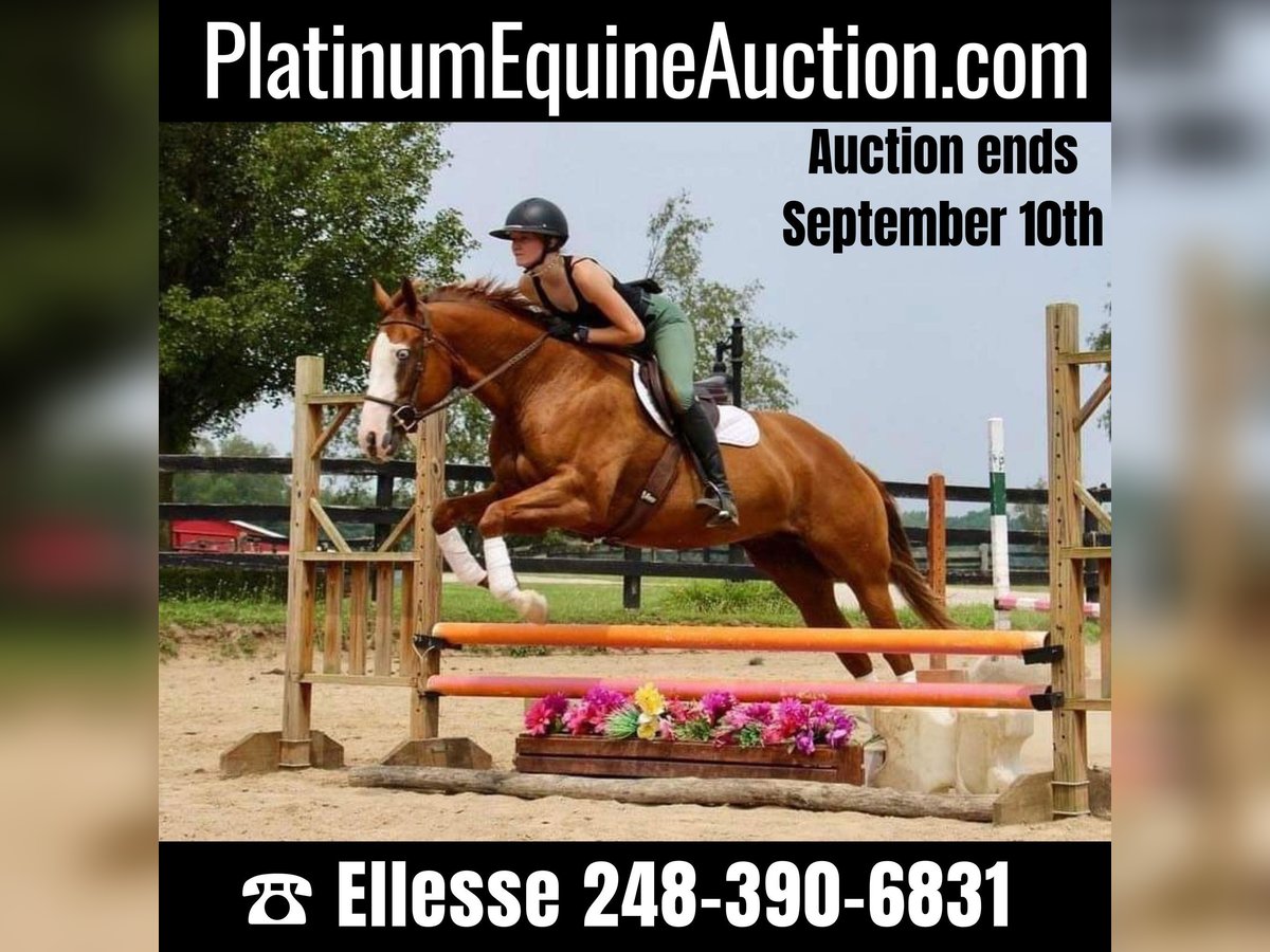 American Quarter Horse Mare 10 years 15,2 hh Chestnut in Highland, MI