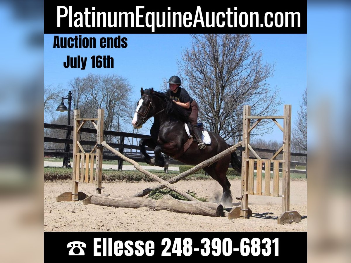 American Quarter Horse Mare 10 years 16,2 hh Black in Highland MI